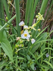 Sagittaria brevirostra