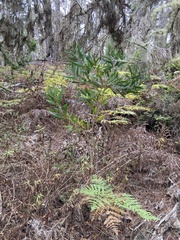 Acacia longifolia