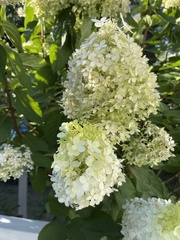 Hydrangeaceae