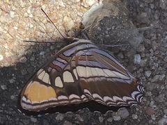 Adelpha eulalia