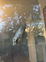 Gloveria arizonensis