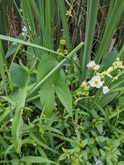 Sagittaria brevirostra