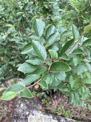Cotoneaster lucidus