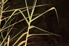 Arundo donax