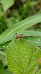 Acromyrmex octospinosus