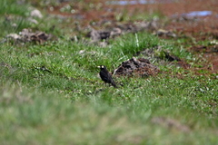 Hymenops perspicillatus