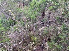 Acacia longifolia