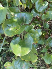 Smilax rotundifolia