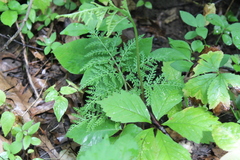 Sceptridium dissectum dissectum