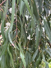 Eucalyptus radiata