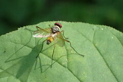 Cholomyia inaequipes