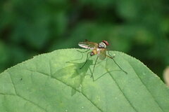 Cholomyia inaequipes