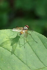Cholomyia inaequipes