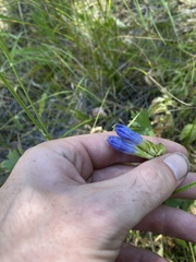 Gentiana affinis