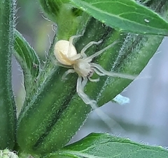 Cheiracanthium inclusum