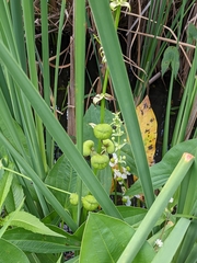 Sagittaria brevirostra