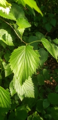 Viburnum recognitum