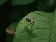 Cholomyia inaequipes