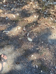 Patagioenas fasciata