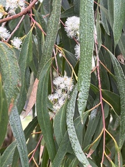 Eucalyptus radiata