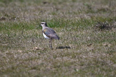 Vanellus chilensis