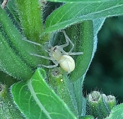 Cheiracanthium inclusum