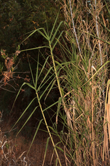 Arundo donax