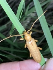Atylostagma politum