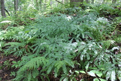 Adiantum pedatum
