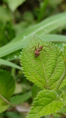 Acromyrmex octospinosus