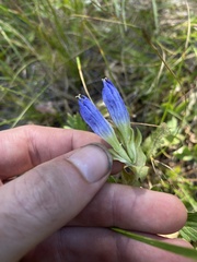 Gentiana affinis