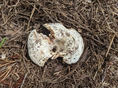 Russula brevipes