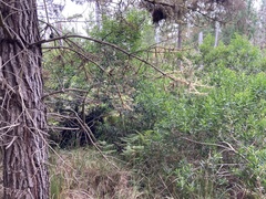 Acacia longifolia