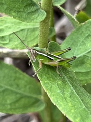 Aptenopedes sphenarioides