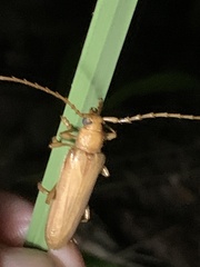 Atylostagma politum