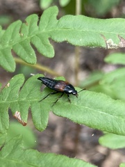 Tachinus fimbriatus