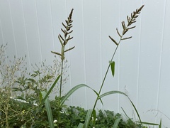 Echinochloa