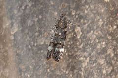 Chionodes lophosella
