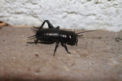 Gryllus campestris