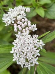 Asclepias perennis