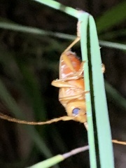 Atylostagma politum
