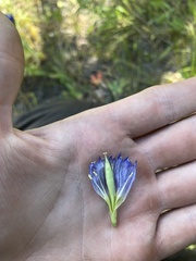 Gentiana affinis