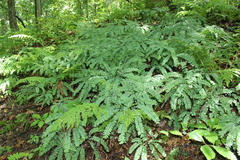 Adiantum pedatum