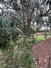 Eucalyptus radiata
