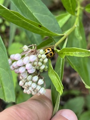 Asclepias perennis