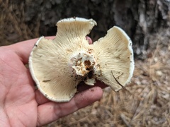 Russula brevipes