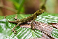 Enyalius iheringii