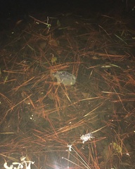 Sternotherus odoratus
