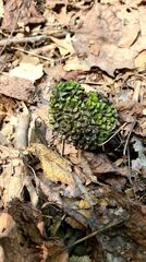 Symplocarpus foetidus