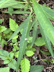 Asclepias perennis
